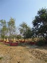 Myanmar 204